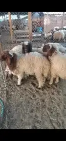 اضاحي 2