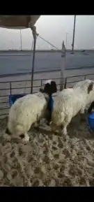 اضاحي 0