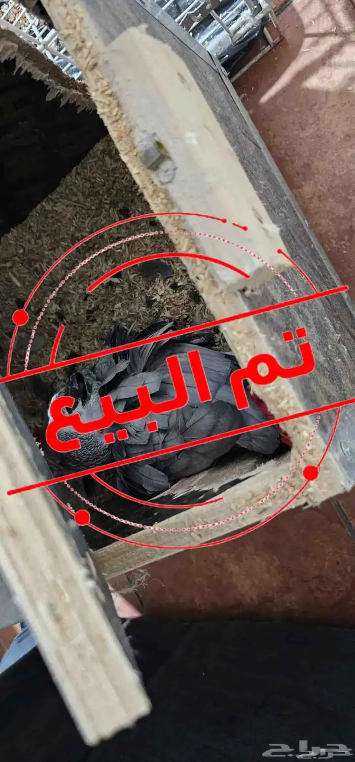زوج كاسكو كونغو منتج 0
