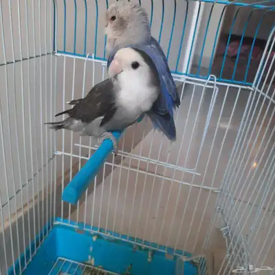 روز للبيع 0