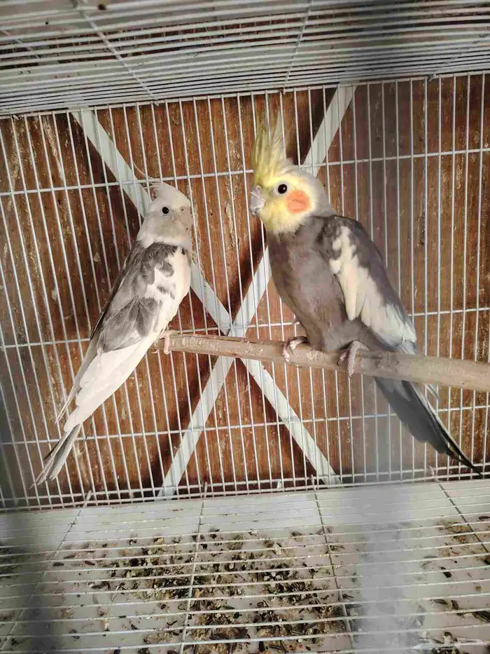 ذكزين كروان 0