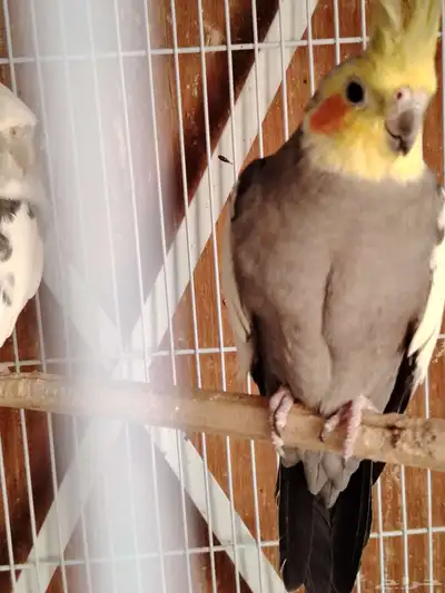 ذكزين كروان 3