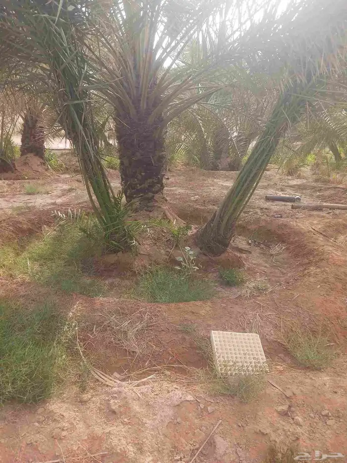 يوجد لدينا جميع انواع النخيل المثمرة وزينه 6