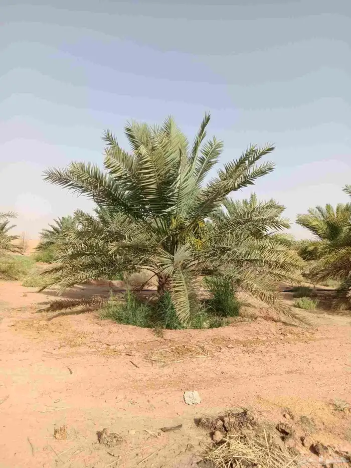 نخيل وشبوك 2