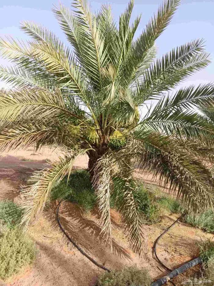نخيل وشبوك 1