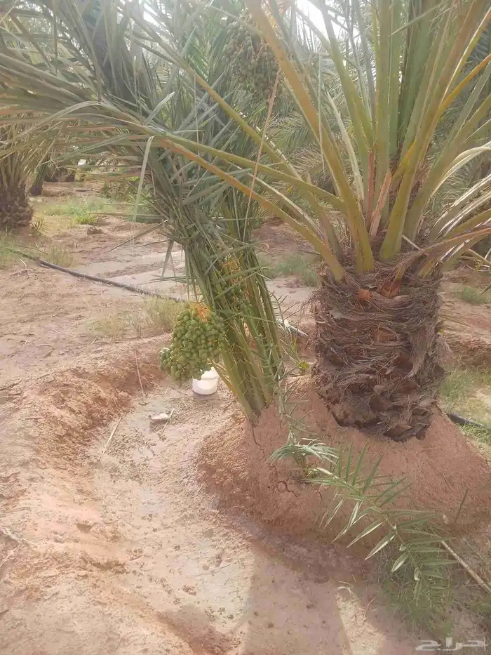 يوجد لدينا جميع انواع النخيل المثمرة وزينه 4