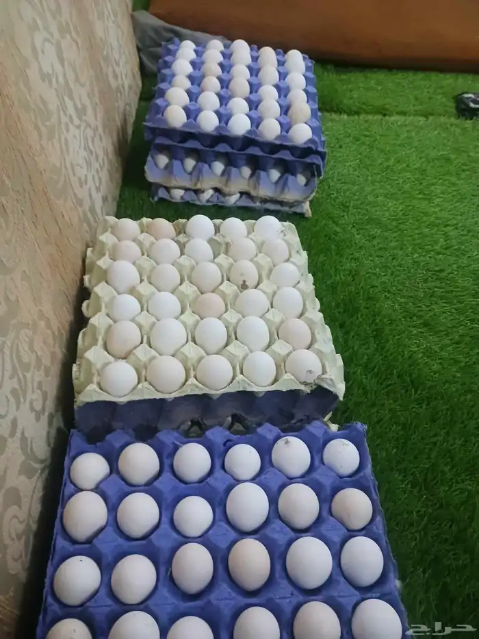 بيض بلدي نضيف انتاج يومي من المزرعه ذمه وامانه 0