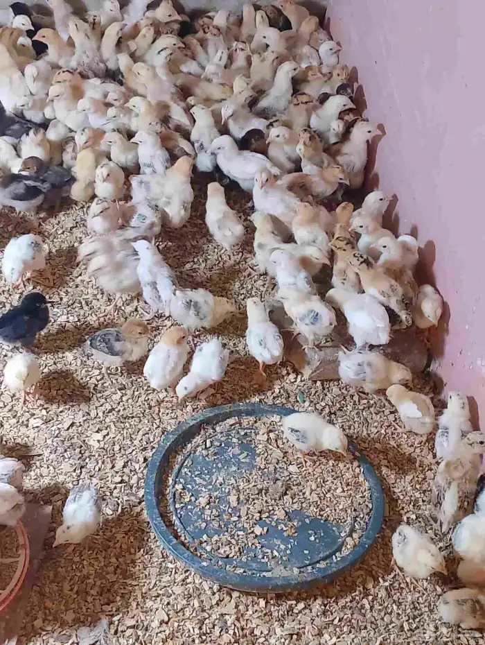 صوص بلدي 2