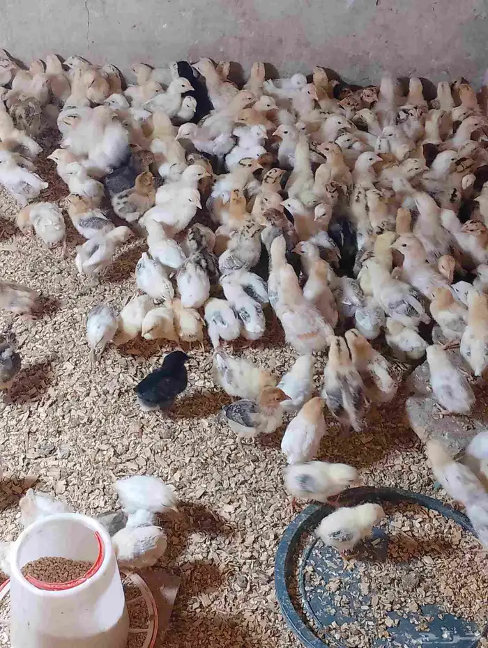 صوص بلدي 0