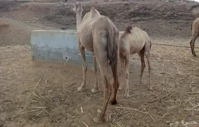 ناقه للبيع عليها قعود عمرو حولي 5شهور 0
