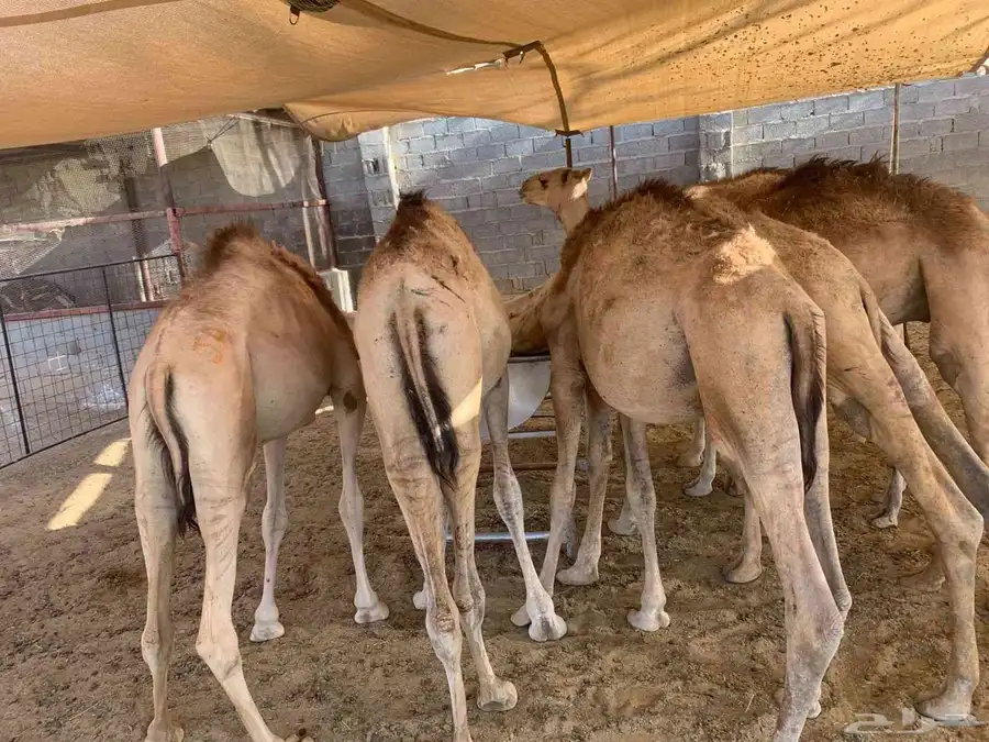 سواكني ونعيمي وحاشي وبرابر وتيوس بمزرعه الباحه معشوقه 8