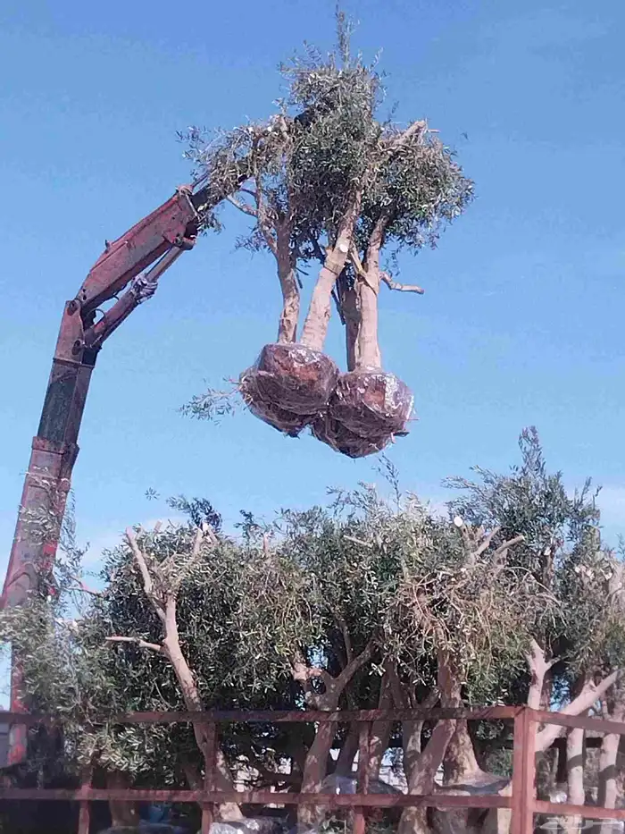 توريدنخيل وأشجار زيتون وتركيب الشبوك 2