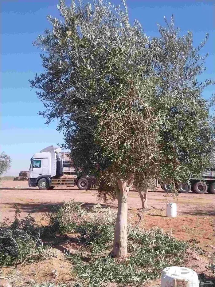 توريدنخيل وأشجار زيتون وتركيب الشبوك 3