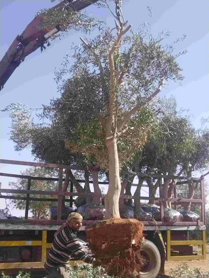 توريدنخيل وأشجار زيتون وتركيب الشبوك 5