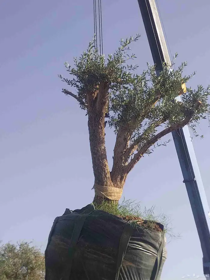 توريدنخيل وأشجار زيتون وتركيب الشبوك 0