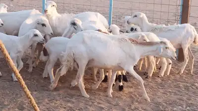 غنم رفيديات خلفات تم البيع 45