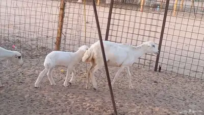 غنم رفيديات خلفات تم البيع 2