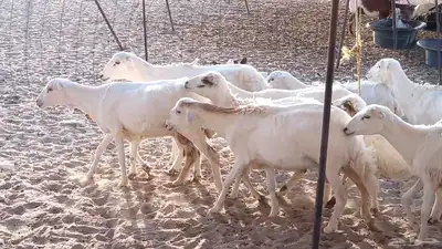 غنم رفيديات خلفات تم البيع 14