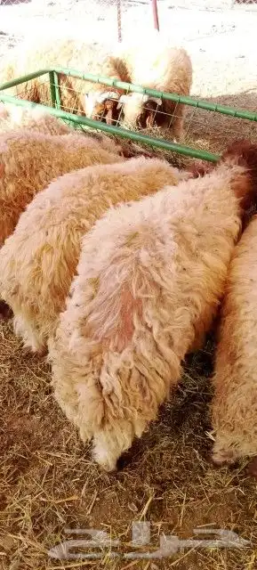 موقعنا مكة الرياض الباحة تبوك الخرج 20