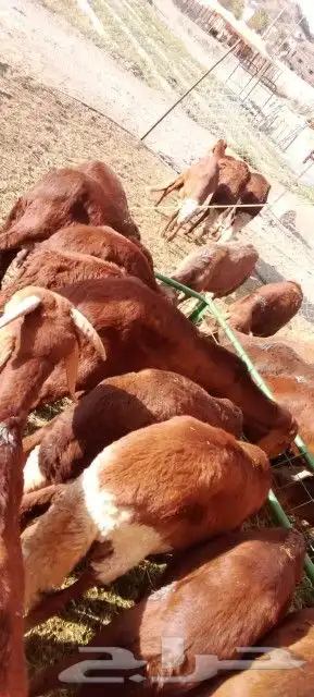 موقعنا مكة الرياض الباحة تبوك الخرج 32
