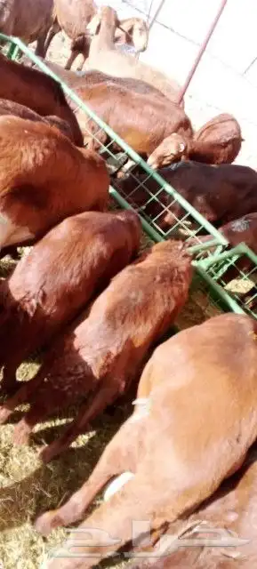 موقعنا مكة الرياض الباحة تبوك الخرج 31