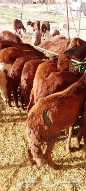 موقعنا مكة الرياض الباحة تبوك الخرج 30