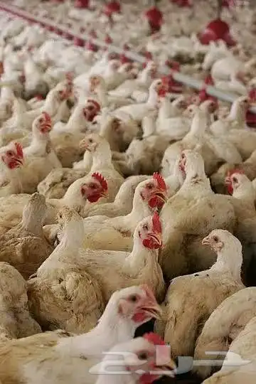 مشرف حظائر دواجن ابيض وليه خبر عاليه في هذا المجال 9