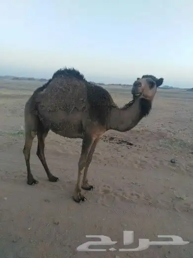 للبيع الصفراء سنها جذعه وسليمه من جميع العذاريب 1
