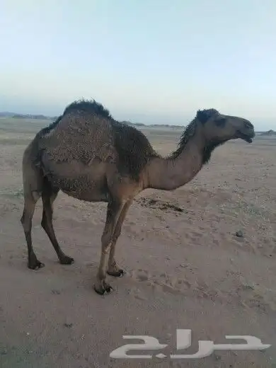 للبيع الصفراء سنها جذعه وسليمه من جميع العذاريب 0