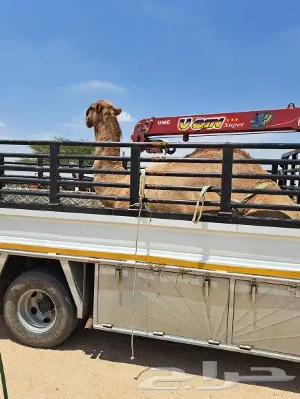 دنه دينا ونش هيدروليك لنقل الإبل والمكاين جميع مناطق المملكة 1