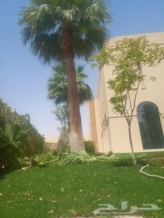 تكريب وتشذيب النخل والواشنطني 2