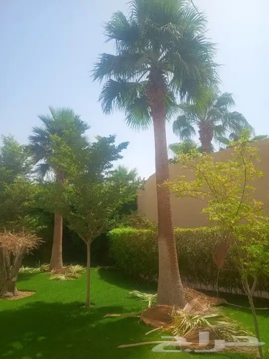 تكريب وتشذيب النخل والواشنطني 1