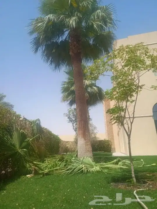 تكريب وتشذيب النخل والواشنطني 0