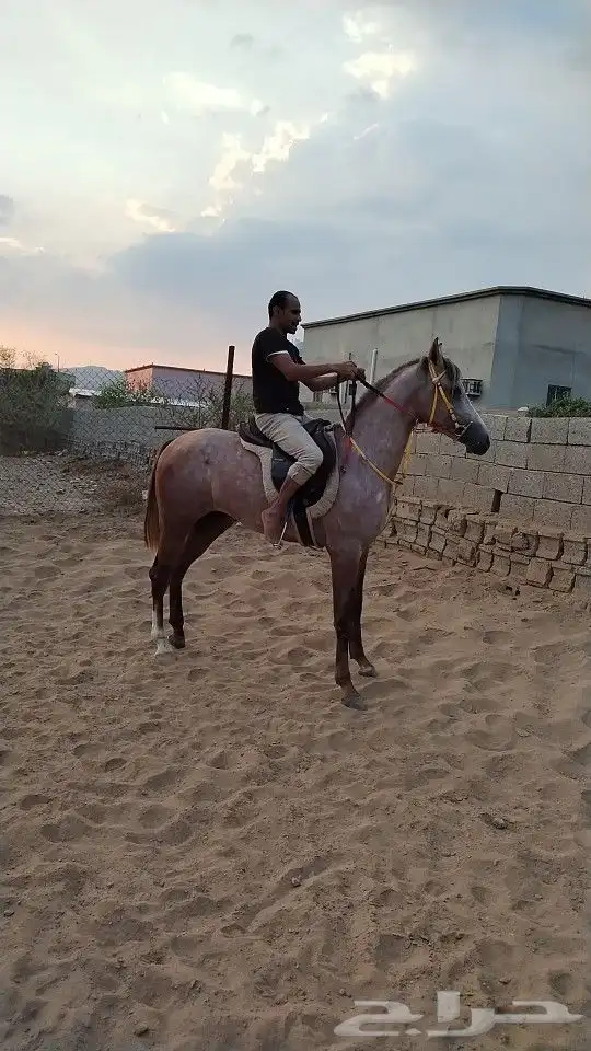 خيول مهر شعبي العمر سنتين وخمسه شهور معسوف وسليم شرط 0