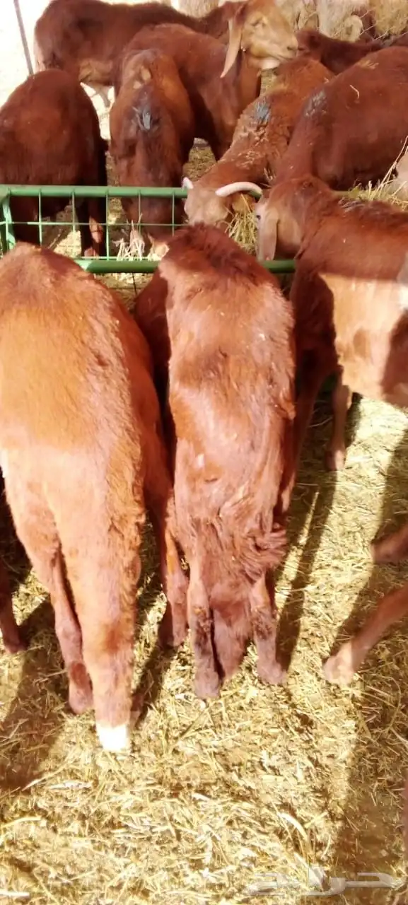سواكني ونعيمي وحاشي وبرابر وتيوس بمزرعه الباحه معشوقه 7