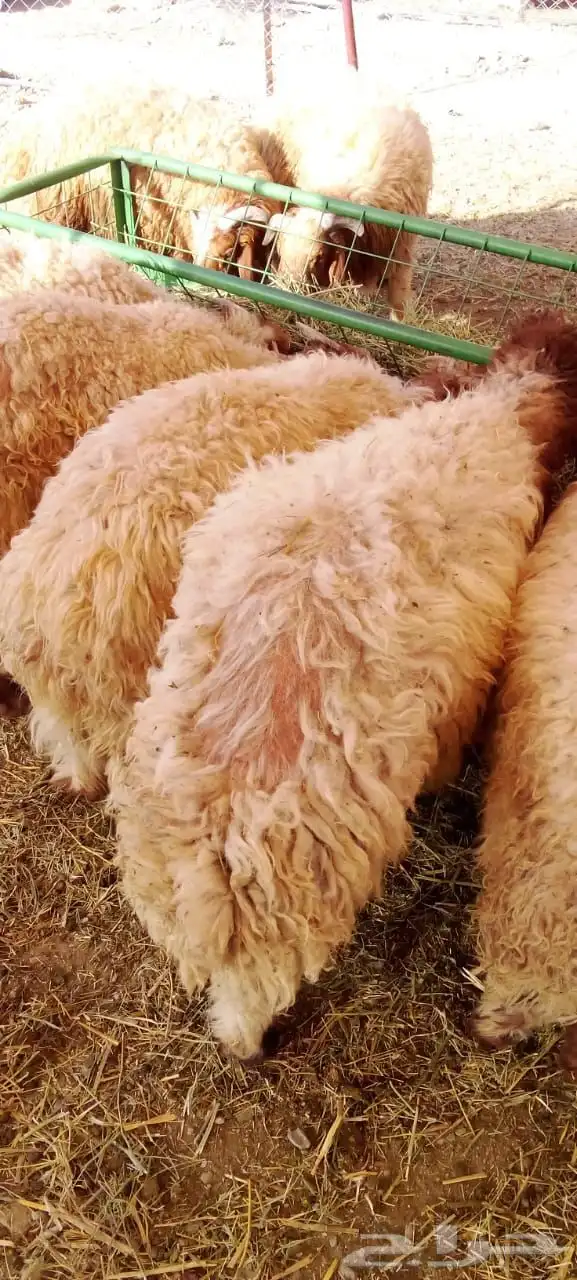 سواكني ونعيمي وحاشي وبرابر وتيوس بمزرعه الباحه معشوقه 6