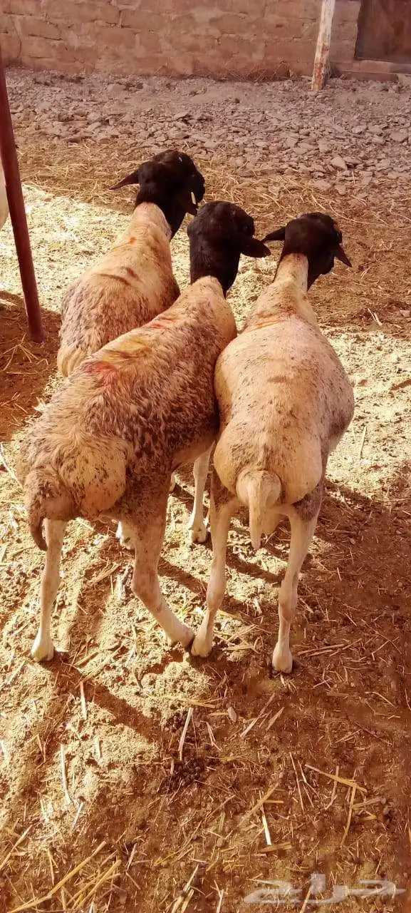 سواكني ونعيمي وحاشي وبرابر وتيوس بمزرعه الباحه معشوقه 9