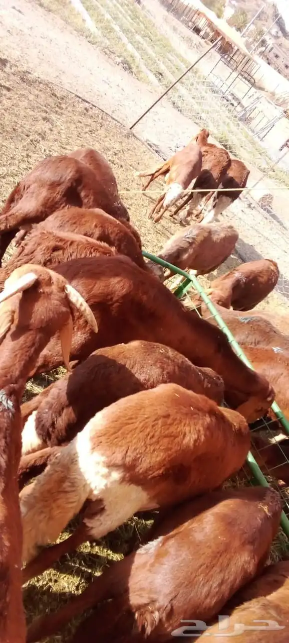 سواكني ونعيمي وحاشي وبرابر وتيوس بمزرعه الباحه معشوقه 10
