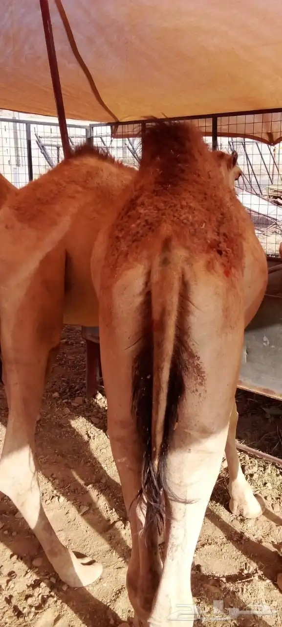 سواكني ونعيمي وحاشي وبرابر وتيوس بمزرعه الباحه معشوقه 1