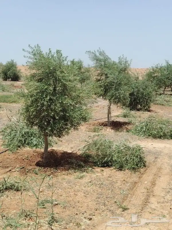 يوجد لدينا جميع انواع الأشجار لتواصل علا 5