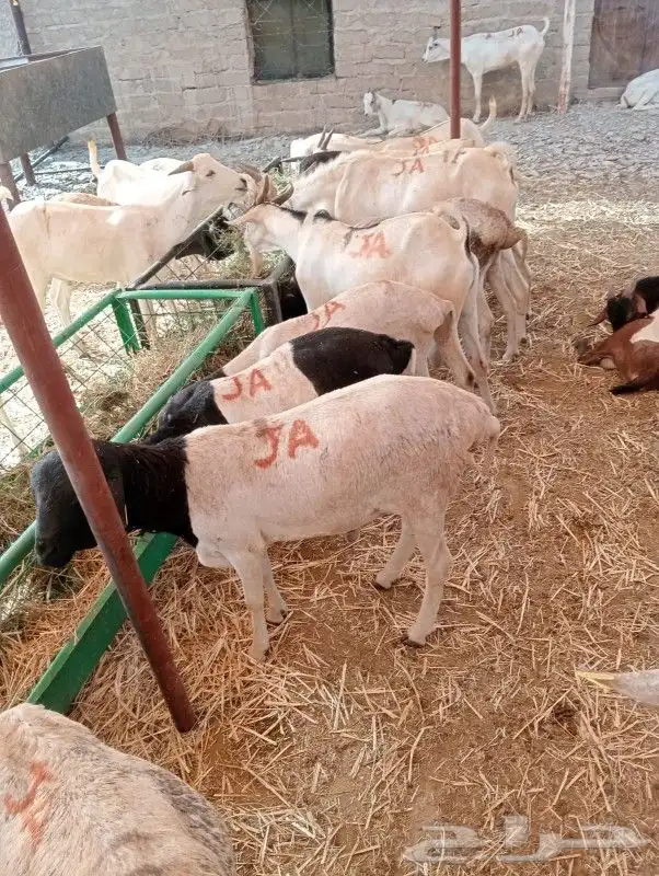 موقعنا مكة الرياض الباحة تبوك الخرج 1