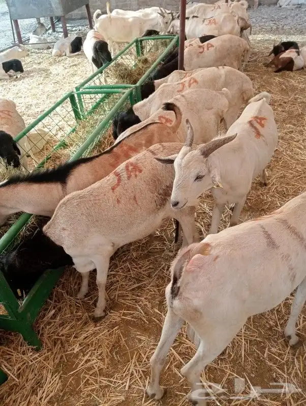 موقعنا مكة الرياض الباحة تبوك الخرج 2