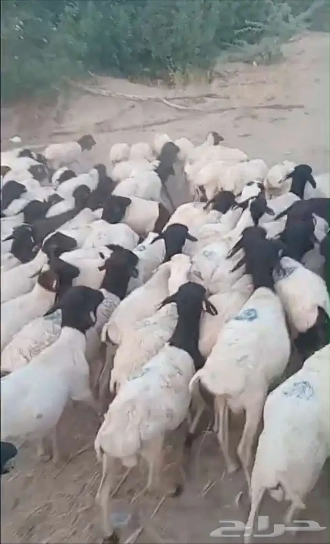 غنم بربري عرض خاص 2