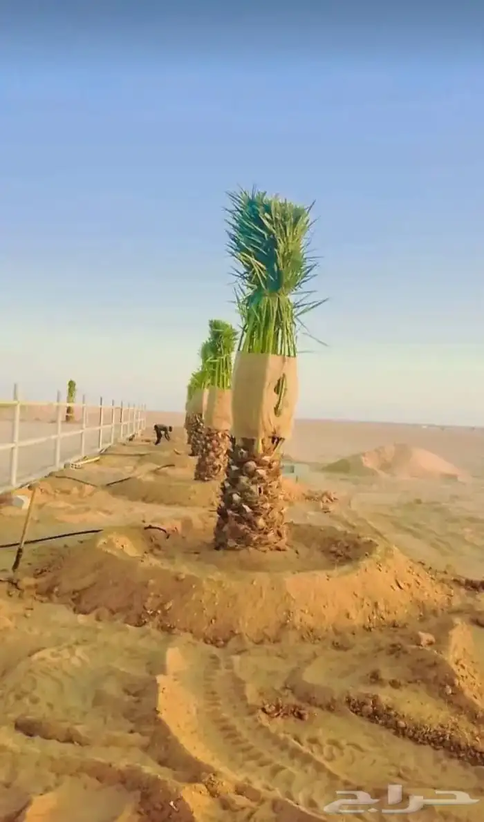 نخيل وشبوك 10