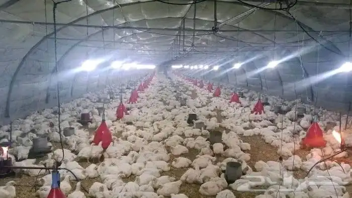 مشرف حظائر دواجن ابيض وليه خبر عاليه في هذا المجال 0