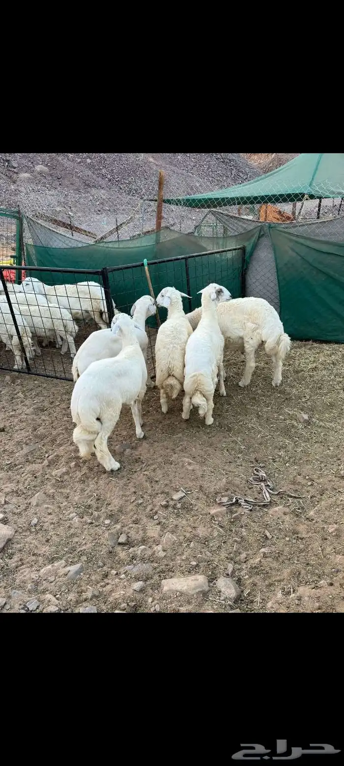 طليان اضاحي 1