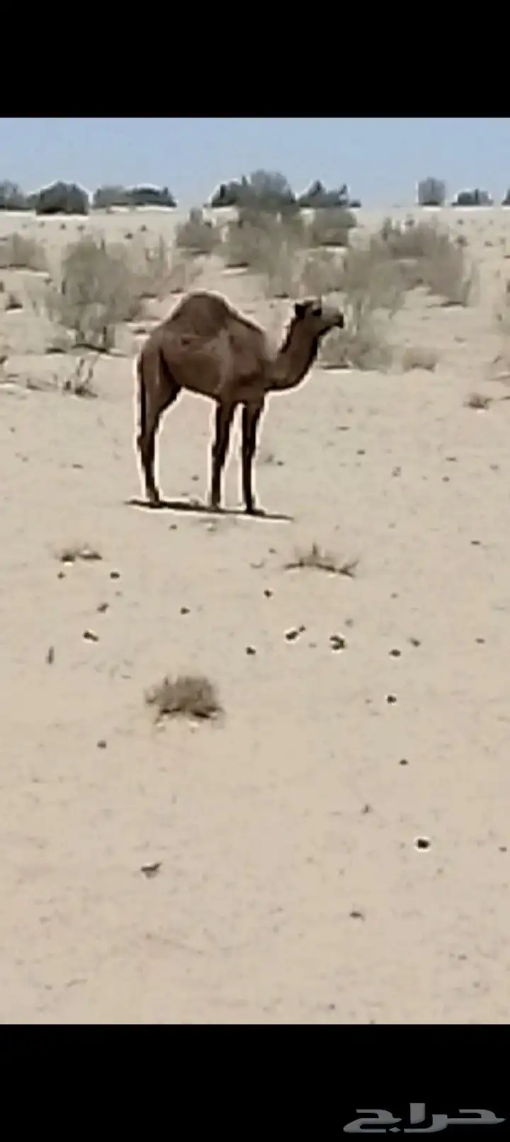 حشو للبيع قعدان 2