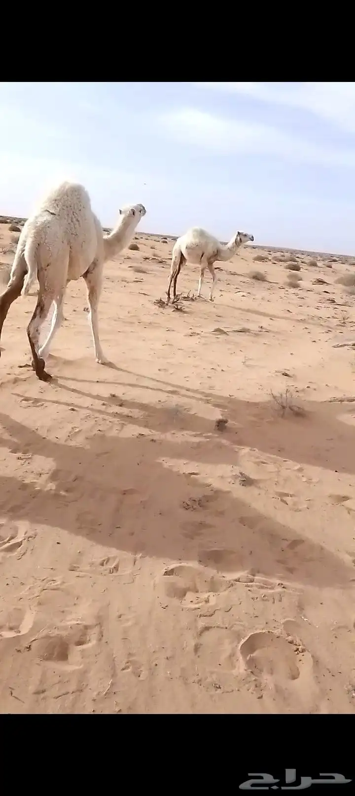 حشو للبيع قعدان 0