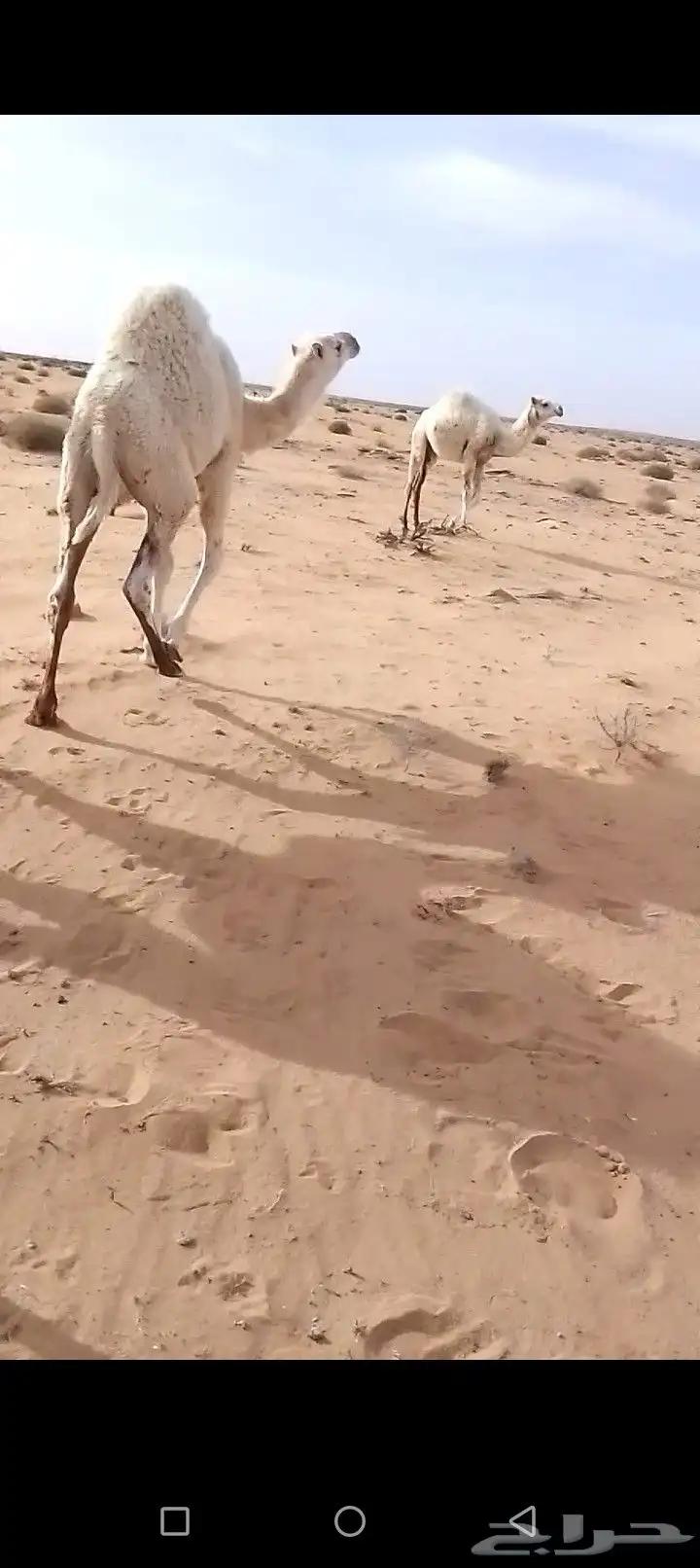حشو للبيع قعدان 1