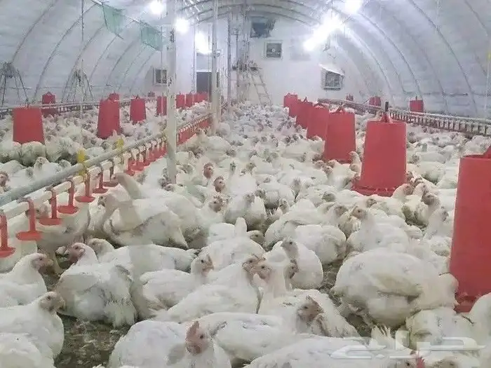 مشرف حظائر دواجن ابيض وليه خبر عاليه في هذا المجال 1